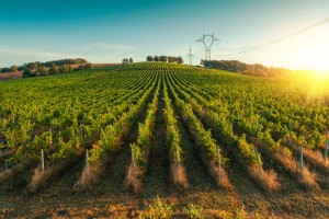 Últimos     Tendencias     Únete!  Cosecha en verde: Las claves detrás de la última reforma vitivinícola