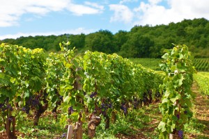Los retos del sector del vino español, la nueva PAC (y mucho más…)