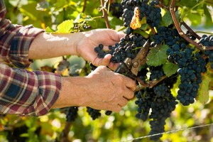 Las lluvias recientes traen esperanza a los viticultores españoles