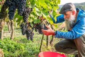 La revista digital del vino     Últimos     Tendencias     Únete!  Así se adaptan los viticultores a un mundo más cálido para garantizar la calidad del vino